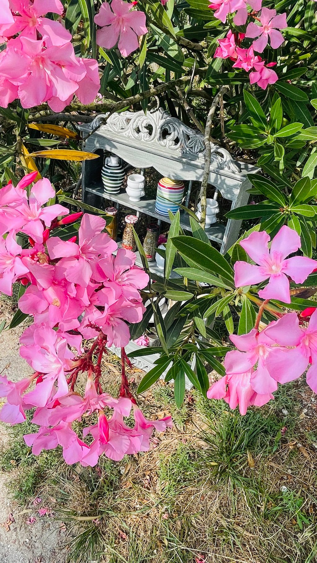 l'Étagère provençale