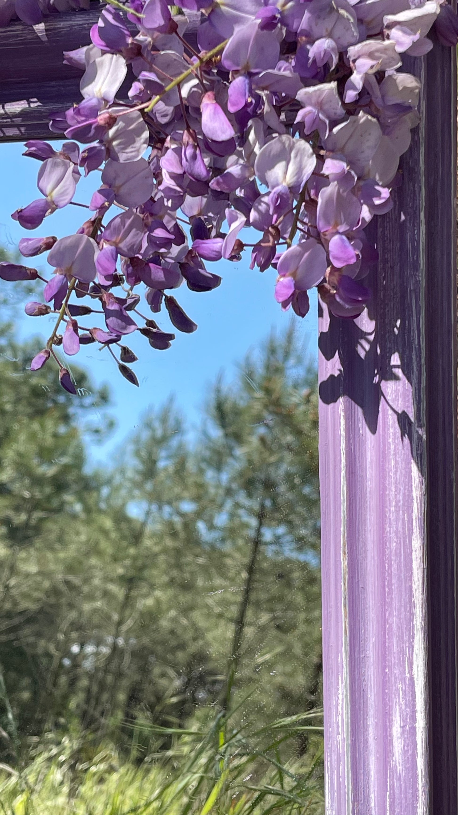 Miroir brume de glycine